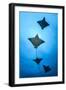 Spotted eagle ray school, Kagi kandhu, ;North Male Atoll, Maldives, Indian Ocean.-Jordi Chias-Framed Photographic Print