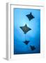 Spotted eagle ray school, Kagi kandhu, ;North Male Atoll, Maldives, Indian Ocean.-Jordi Chias-Framed Photographic Print