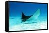 Spotted Eagle Ray-AndamanSE-Framed Stretched Canvas