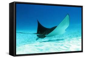 Spotted Eagle Ray-AndamanSE-Framed Stretched Canvas