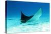 Spotted Eagle Ray-AndamanSE-Stretched Canvas