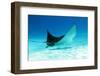 Spotted Eagle Ray-AndamanSE-Framed Photographic Print