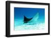 Spotted Eagle Ray-AndamanSE-Framed Photographic Print