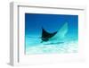 Spotted Eagle Ray-AndamanSE-Framed Photographic Print