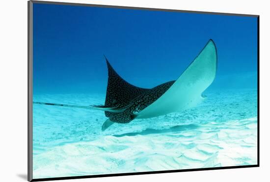 Spotted Eagle Ray-AndamanSE-Mounted Photographic Print