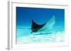 Spotted Eagle Ray-AndamanSE-Framed Photographic Print