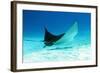 Spotted Eagle Ray-AndamanSE-Framed Photographic Print