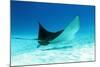 Spotted Eagle Ray-AndamanSE-Mounted Photographic Print