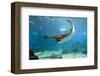 Spotted Eagle-rays - Aetobatus-null-Framed Art Print