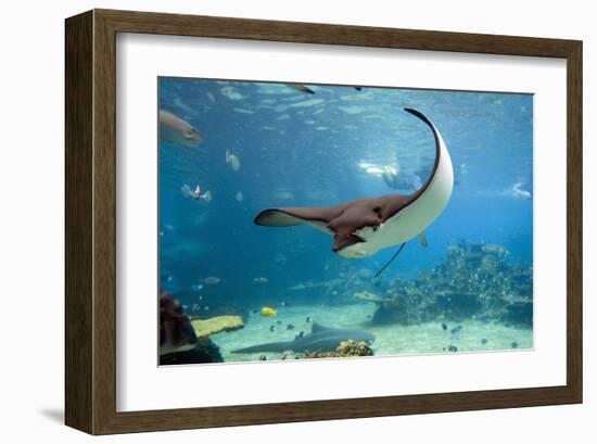 Spotted Eagle-rays - Aetobatus-null-Framed Art Print