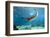 Spotted Eagle-rays - Aetobatus-null-Framed Art Print