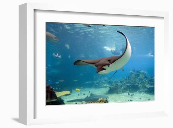 Spotted Eagle-rays - Aetobatus-null-Framed Art Print