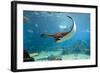 Spotted Eagle-rays - Aetobatus-null-Framed Art Print