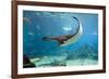 Spotted Eagle-rays - Aetobatus-null-Framed Art Print