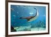 Spotted Eagle-rays - Aetobatus-null-Framed Art Print