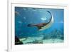 Spotted Eagle-rays - Aetobatus-null-Framed Art Print