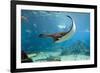 Spotted Eagle-rays - Aetobatus-null-Framed Art Print