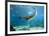 Spotted Eagle-rays - Aetobatus-null-Framed Art Print