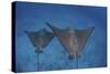 Spotted Eagle Rays Swim over the Seafloor Near Cocos Island, Costa Rica-Stocktrek Images-Stretched Canvas