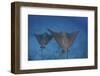 Spotted Eagle Rays Swim over the Seafloor Near Cocos Island, Costa Rica-Stocktrek Images-Framed Premium Photographic Print