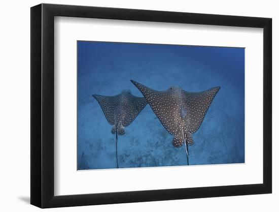 Spotted Eagle Rays Swim over the Seafloor Near Cocos Island, Costa Rica-Stocktrek Images-Framed Premium Photographic Print