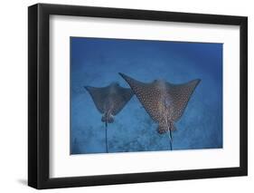 Spotted Eagle Rays Swim over the Seafloor Near Cocos Island, Costa Rica-Stocktrek Images-Framed Premium Photographic Print