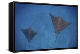 Spotted Eagle Rays Swim over the Seafloor Near Cocos Island, Costa Rica-Stocktrek Images-Framed Stretched Canvas