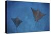 Spotted Eagle Rays Swim over the Seafloor Near Cocos Island, Costa Rica-Stocktrek Images-Stretched Canvas