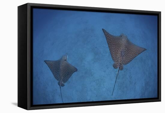 Spotted Eagle Rays Swim over the Seafloor Near Cocos Island, Costa Rica-Stocktrek Images-Framed Stretched Canvas