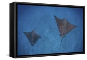 Spotted Eagle Rays Swim over the Seafloor Near Cocos Island, Costa Rica-Stocktrek Images-Framed Stretched Canvas