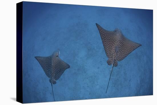 Spotted Eagle Rays Swim over the Seafloor Near Cocos Island, Costa Rica-Stocktrek Images-Stretched Canvas