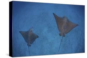 Spotted Eagle Rays Swim over the Seafloor Near Cocos Island, Costa Rica-Stocktrek Images-Stretched Canvas