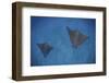 Spotted Eagle Rays Swim over the Seafloor Near Cocos Island, Costa Rica-Stocktrek Images-Framed Premium Photographic Print