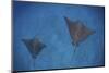 Spotted Eagle Rays Swim over the Seafloor Near Cocos Island, Costa Rica-Stocktrek Images-Mounted Premium Photographic Print