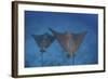 Spotted Eagle Rays Swim over the Seafloor Near Cocos Island, Costa Rica-Stocktrek Images-Framed Photographic Print