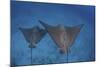 Spotted Eagle Rays Swim over the Seafloor Near Cocos Island, Costa Rica-Stocktrek Images-Mounted Photographic Print