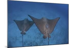 Spotted Eagle Rays Swim over the Seafloor Near Cocos Island, Costa Rica-Stocktrek Images-Mounted Photographic Print