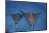 Spotted Eagle Rays Swim over the Seafloor Near Cocos Island, Costa Rica-Stocktrek Images-Mounted Photographic Print