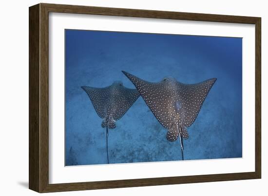 Spotted Eagle Rays Swim over the Seafloor Near Cocos Island, Costa Rica-Stocktrek Images-Framed Photographic Print