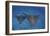 Spotted Eagle Rays Swim over the Seafloor Near Cocos Island, Costa Rica-Stocktrek Images-Framed Photographic Print