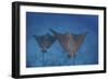 Spotted Eagle Rays Swim over the Seafloor Near Cocos Island, Costa Rica-Stocktrek Images-Framed Photographic Print