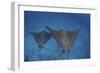 Spotted Eagle Rays Swim over the Seafloor Near Cocos Island, Costa Rica-Stocktrek Images-Framed Photographic Print