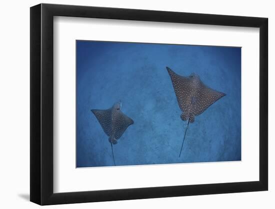 Spotted Eagle Rays Swim over the Seafloor Near Cocos Island, Costa Rica-Stocktrek Images-Framed Photographic Print