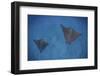 Spotted Eagle Rays Swim over the Seafloor Near Cocos Island, Costa Rica-Stocktrek Images-Framed Photographic Print