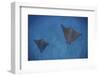 Spotted Eagle Rays Swim over the Seafloor Near Cocos Island, Costa Rica-Stocktrek Images-Framed Photographic Print