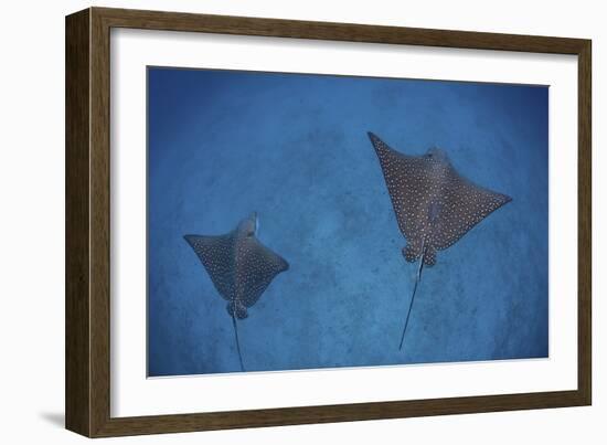 Spotted Eagle Rays Swim over the Seafloor Near Cocos Island, Costa Rica-Stocktrek Images-Framed Photographic Print