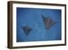 Spotted Eagle Rays Swim over the Seafloor Near Cocos Island, Costa Rica-Stocktrek Images-Framed Photographic Print