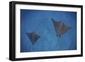 Spotted Eagle Rays Swim over the Seafloor Near Cocos Island, Costa Rica-Stocktrek Images-Framed Photographic Print