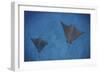 Spotted Eagle Rays Swim over the Seafloor Near Cocos Island, Costa Rica-Stocktrek Images-Framed Photographic Print