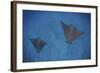 Spotted Eagle Rays Swim over the Seafloor Near Cocos Island, Costa Rica-Stocktrek Images-Framed Photographic Print